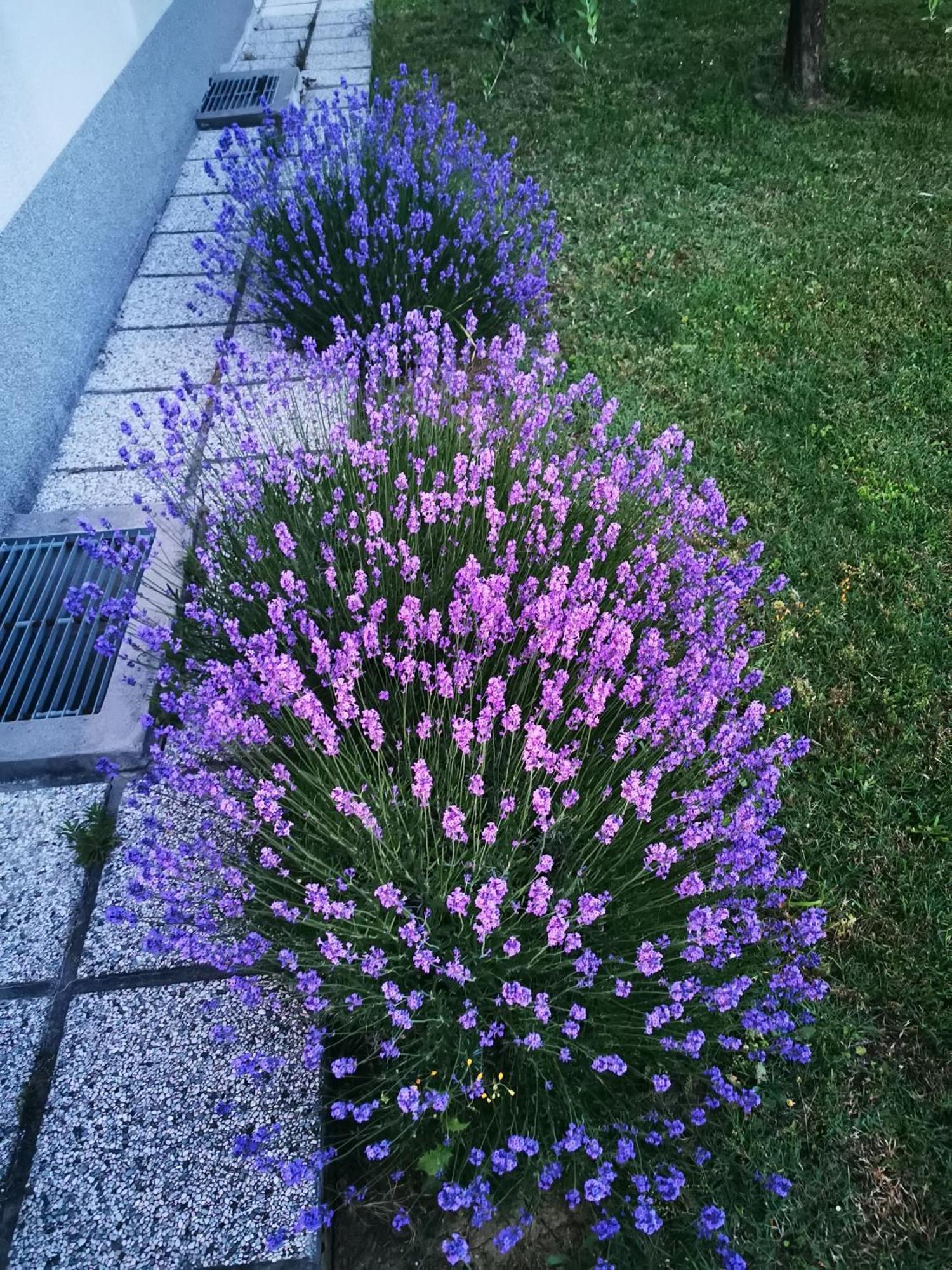 Apartma S&m Koper